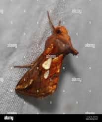 Image result for Plusia putnami