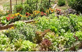 Que faire au jardin en septembre ? Semis Septembre Au Potager Carotte Navet Laitue Jaime Jardiner Com