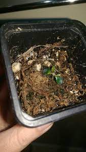 The new plant (if you indeed get one to grow this way) will be genetically identical to the plant which the leaf was taken from. Growing A Hoya Carnosa From Seed Seeds Growing How To Dry Basil