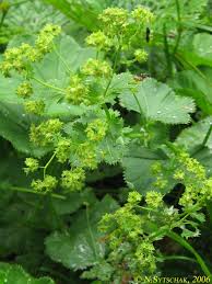 Image result for Alchemilla ellenbeckii