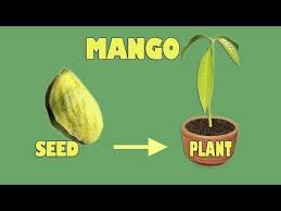 Learn how to germinate and when to transplant your seedlings so you get the fastest growth. Lychee Seeds Germination Done Youtube Growing Mango From Seed Mango Tree From Seed Mango Plant