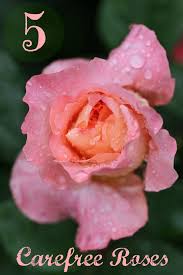 Wonderful because of its large flowers (unusual in the shrub category), radiant hot pink and white color combo and the ability to flower most all season long. 5 Carefree Roses For The Busy Gardener Mom Foodie