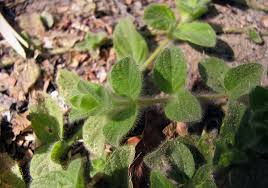 Image result for Nelsonia canescens