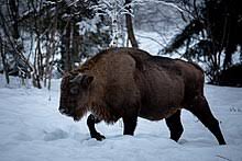 Poland's bialowieza forest is home to the world's poland's large tracts of forested land provide refuge for many animals, including wild boar and the. European Bison Wikipedia