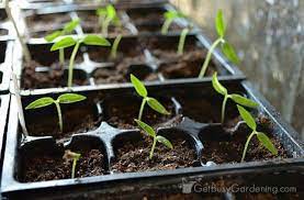 A wide variety of sliced jalapeno peppers options are available to you, such as flavor, preservation process, and processing type. How To Grow Peppers From Seed Complete Guide Get Busy Gardening