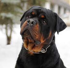 Maybe you would like to learn more about one of these? Rottweiler Behavior Explained Separating Myth From Fact A Love Of Rottweilers