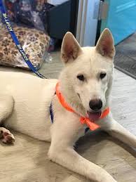 You will need to confirm that you agree with the terms and conditions stated in the adopt a husky ohio program. Boardman Oh Siberian Husky Meet Gunner A Pet For Adoption