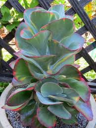 Kalanchoe Luciae Fantastic Variegated Paddle Plant World Of Succulents Plants Succulents Succulent Gardening