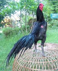 Cara Membaca Karakter Dan Tehnik Ayam Aduan Ayam Bangkok Aduan Ayam Ayam Jantan Gambar Hewan