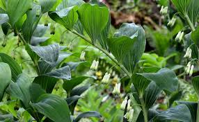 Que planter à l'ombre ? Sceau De Salomon Polygonatum Au Jardin D Ombre Plantation Culture