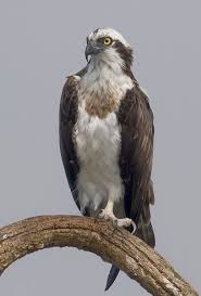 Osprey Wikipedia