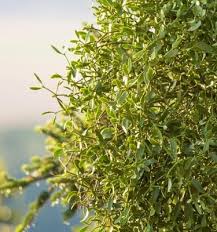 Image result for Viscum obscurum