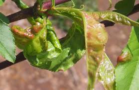 梅の木につく病害虫の種類と防除法