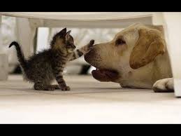 Maybe you would like to learn more about one of these? Long Beach Humane Society Kitty Cove Home Facebook