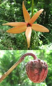 Image result for Lettowianthus stellatus