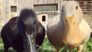Jul 06, 2021 · providing water and food 1. 9 Tips For Raising Ducklings Hobby Farms