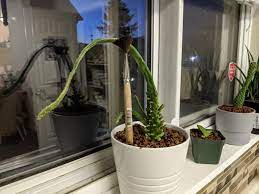 Sometimes you need to take charge to keep things under control. My Cactus Got Too Tall And Can T Hold Itself Up How Do I Fix Prevent This Cactus