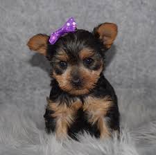 Yorkies are full of feisty personality and make great companions. Female Yorkie Puppy For Sale Gemini Puppies For Sale In Pa Nj Ny Ct