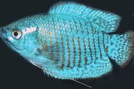 The neon blue retains its beautiful blue color and improves upon it, making it twice as bright and visually striking. Neon Blue Dwarf Gourami Aquarium Fish Paradise Adelaide Sa