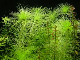 Image result for Eriocaulon