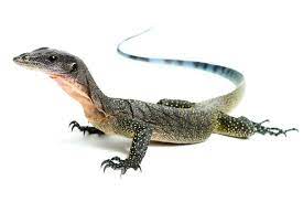 Life On White Wild Animals Pictures Reptiles Pet Reptiles