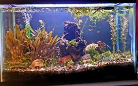 The amandae tetra was discovered by the famous fish finder heiko bleher way back in 1987 and named. Finally Starting To Love My 10 Gallon Just Has 6 Ember Tetras And 3 Nerites Thinking Giant Betta Or More Embers And Some Cherry Shrimp Eventually Plantedtank