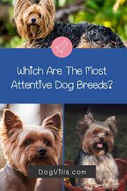 7 Most Attentive Dog Breeds That Are Always By Your Side Dog Breeds Dog Behavior Training Therapy Dog Training