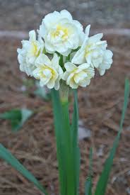 Narcissus Erlicheer Beautiful Flowers Planting Flowers Flower Beauty