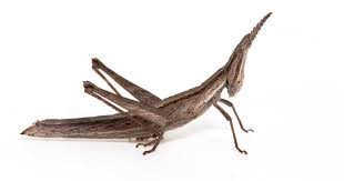 This is a link to theofficial grasshopper website. The Grasshopper That Was Lost Then Found Is Now Endangered Pursuit By The University Of Melbourne