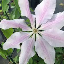 Image result for Clematis pulchra