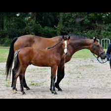 Find Your Horse | cheval a vendre, poney et bien plus encore !