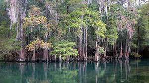 Check spelling or type a new query. Oscar Scherer State Park