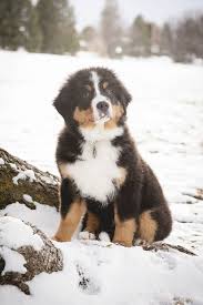 Meadow is a beautiful f1 tricolor bernedoodle. Super Cute Bernese Mountain Dog Puppy In Snow C Colorado Dog Portraits Dog Family Portraits Bernese Mountain Dog Mountain Dogs