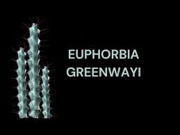 Image result for Senecio greenwayi