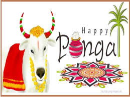 Tamil thai pongal day is a tamil and hindu harvest festival designed to give thanks to the sun god for the abundant harvest that he is believed to enable. C3sxe 34sxwrjm