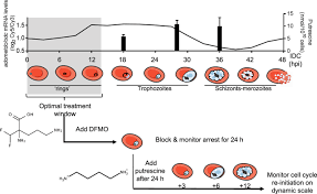 Loddo a., di ruberto c., kocher m., prod'hom g. Inducing Controlled Cell Cycle Arrest And Re Entry During Asexual Proliferation Of Plasmodium Falciparum Malaria Parasites Scientific Reports X Mol
