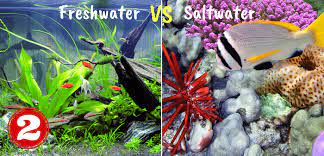 Fish if fish, which means that both freshwater and saltwater can offer a delicious meal if you manage to catch something. Freshwater Vs Saltwater Fish Tank Find Out Which One Is Best
