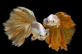 Ii shows that the process of gold betta breeding from giving a birth to 2 months old. Gold Betta Images Free Vectors Stock Photos Psd