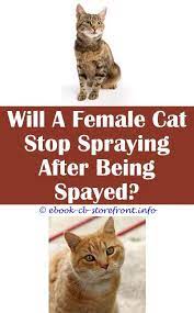 Pin On Cat Spray Baking Soda