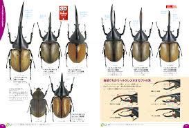 クワガタ カブトムシ 種類
