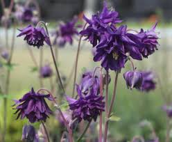 Una delle caratteristiche fondamentali dei fiori estivi è quella di sopportare bene il sole, il calore e l'irraggiamento diretto. Aquilegia Vulgaris Var Stellata Blue Barlow