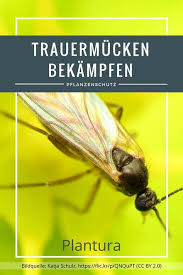 Trauermucken Bekampfen So Wird Man Die Kleinen Fliegen Los Trauermucken Fliegen In Blumenerde Schadlinge Im Garten