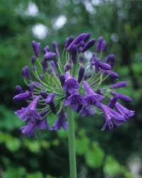 Check spelling or type a new query. Agapanthus Plant Varieties Care Garden Design
