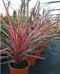 Top 20 Plants That Love Living In Pots Style Curator