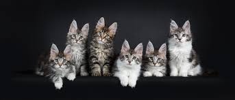 Focused on top breed groups and critical feline genetic diseases. Genetic Screening For Inherited Conditions College Of Veterinary Medicine At Msu