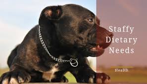 Staffordshire Bull Terrier Dietary Requirements What To