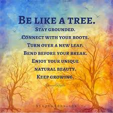 Muskoka Hot Yoga It S More Than A Workout It S A Lifestyle Tree Quotes Wisdom Quotes Buddhism Quote