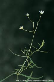 Image result for Stellaria