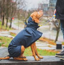Dog Rain Jackets Vizslatea Vizslatea Rain Jacket Vizsla Dog Breed Vizsla Dogs