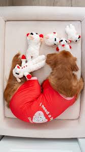 Brianna is Luca’s favorite 🤭🦮🐑✨, IB : @mostlythedoodle , #lambchopdogtoy  #goldenretrieverpuppy